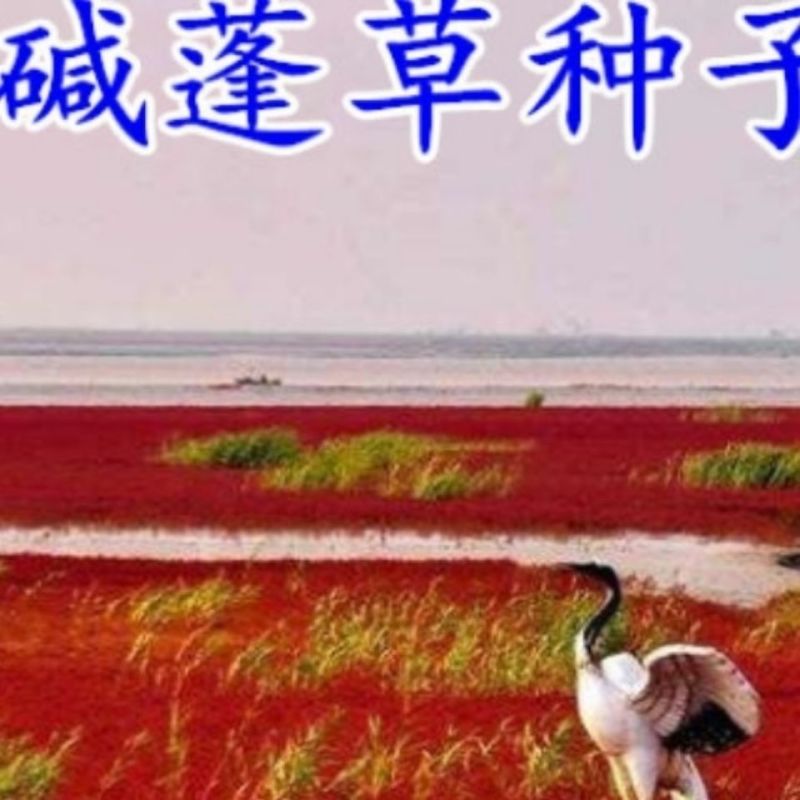 碱蓬草种子盐地碱蓬土壤改善沙地荒地耐盐碱治理护坡