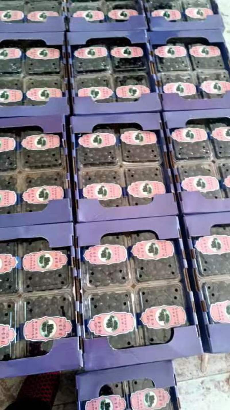 珍宝果，精品四合一