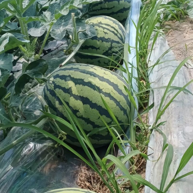 凯旋西瓜苗绿宝先锋西瓜苗懒汉西瓜苗包回收嫁接西瓜苗