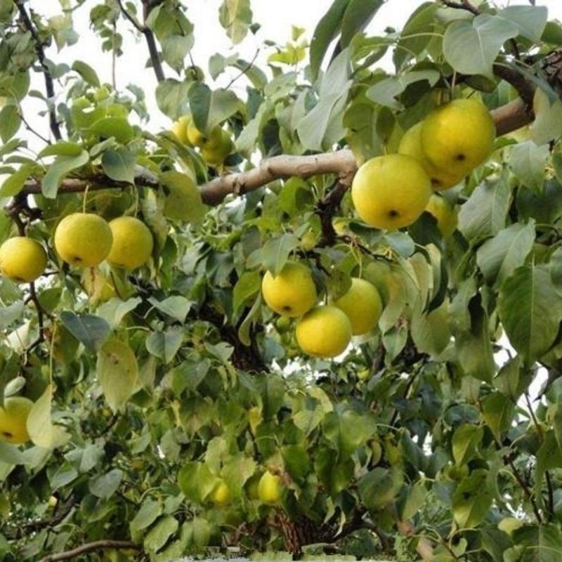 果树种梨树种子梨籽人们喜爱的水果四季可播