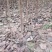 实力太秋脆甜柿子树苗基地直发无核脆甜基地直发