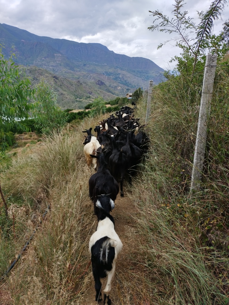 出售放养黑山羊小母羊