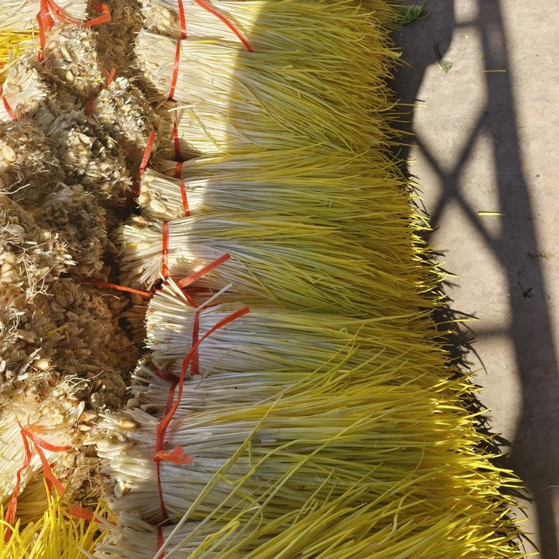 山东头茬蒜黄提供包装免受挤压可以打捆供货量大20公分以上