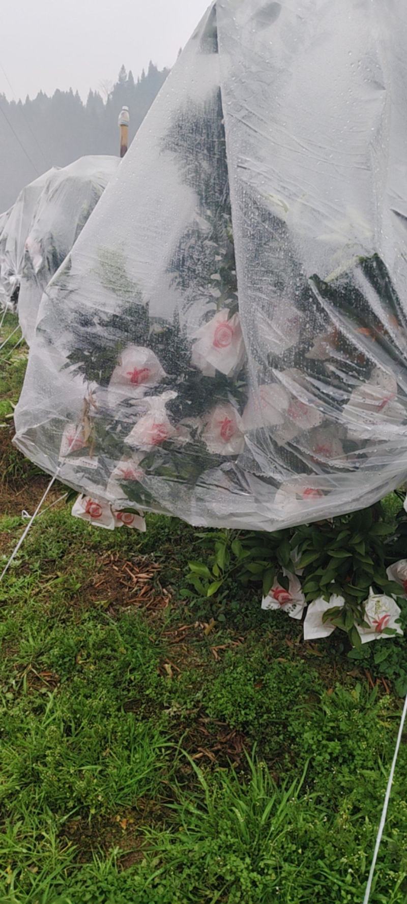 渠县精品春见耙耙柑基地直发