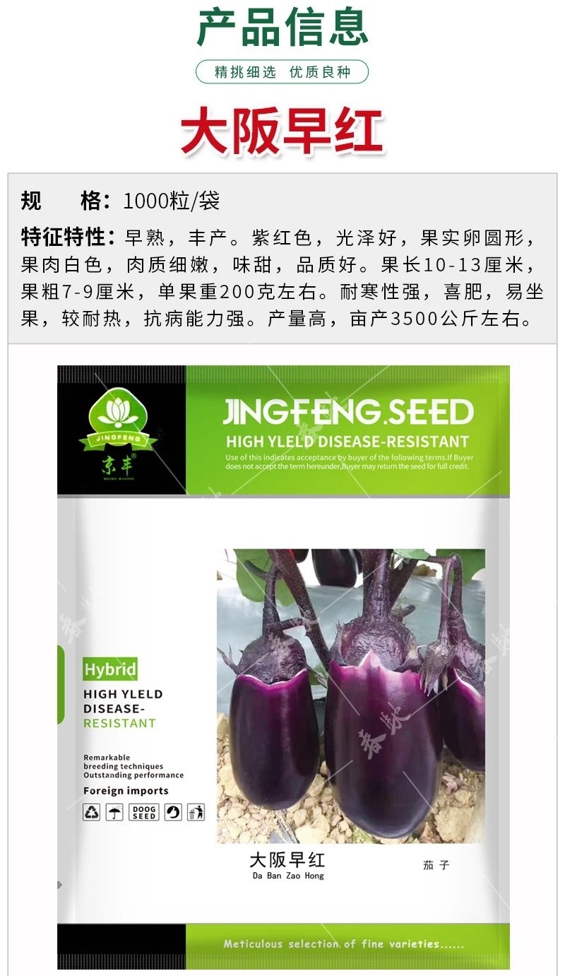 杂交牛心茄种子大阪早红茄子1000粒早熟紫红卵圆形肉白色