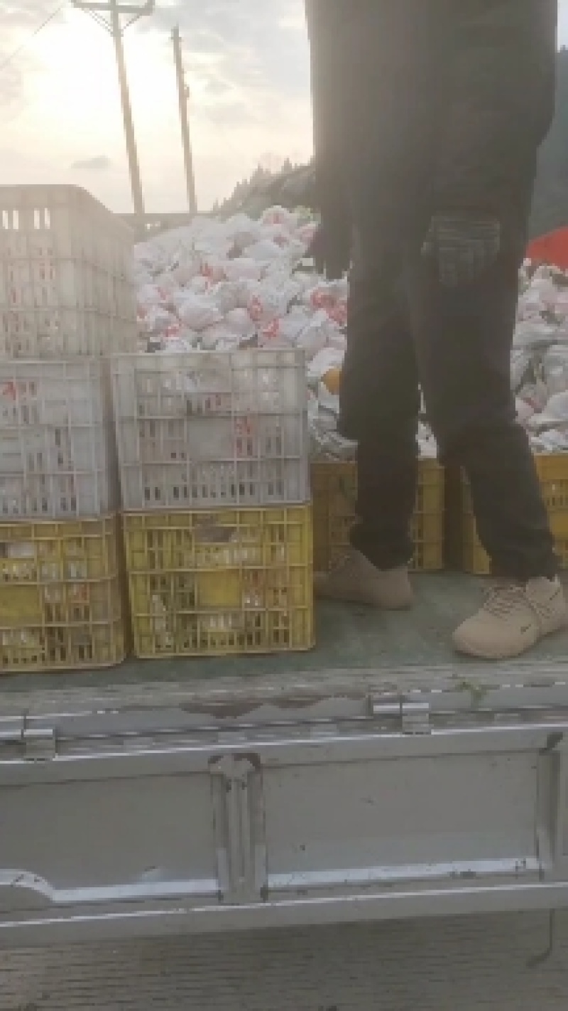渠县精品春见耙耙柑基地直发