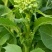青油菜苔
