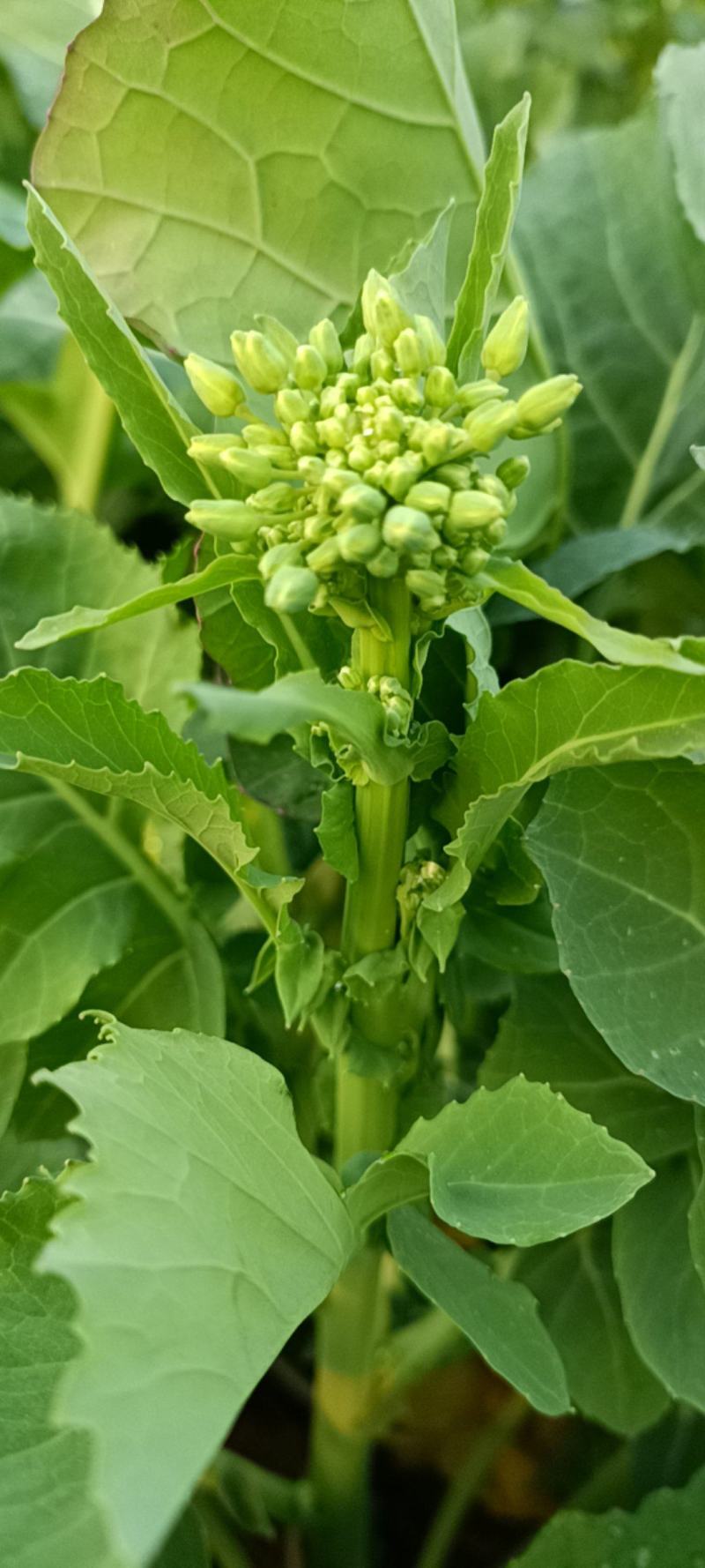 青油菜苔
