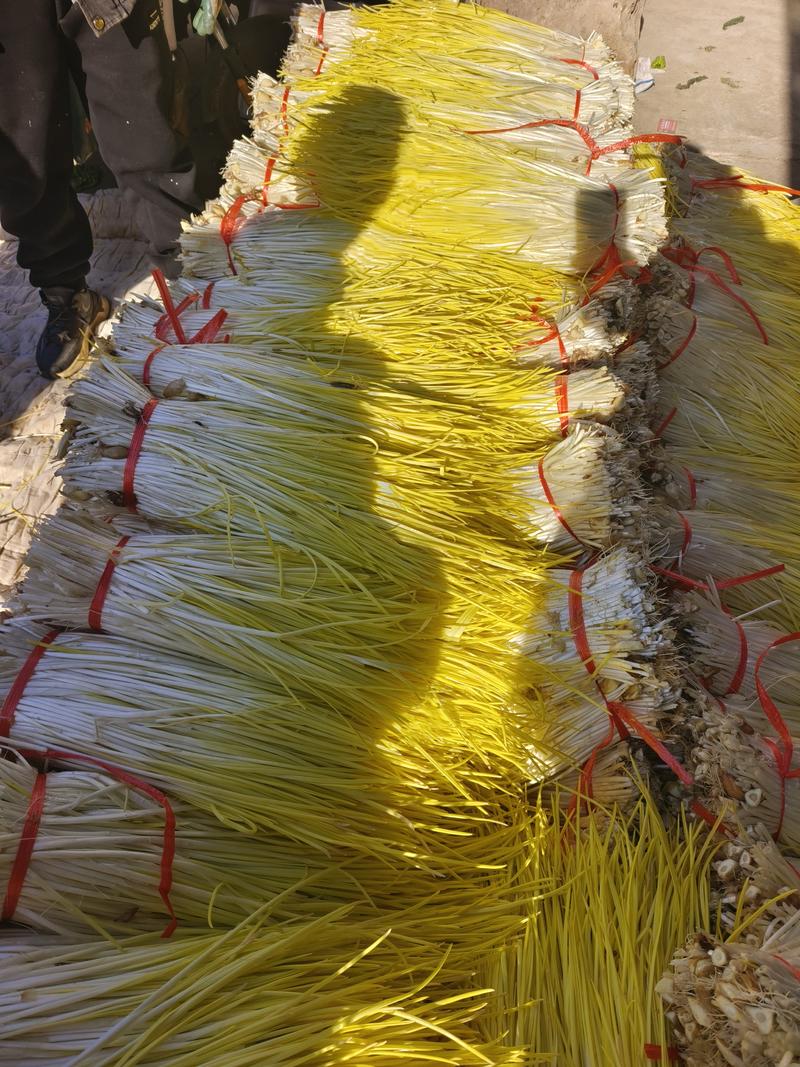 山东头茬蒜黄提供包装免受挤压可以打捆供货量大20公分以上