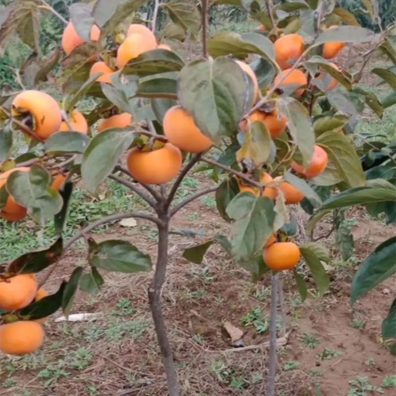 柿子树苗，阳丰脆甜柿子树苗基地直发实地考察签约合同包技术