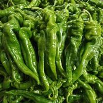 螺丝椒，芜湖椒，品种齐全常年有货，产地直发一万斤起。
