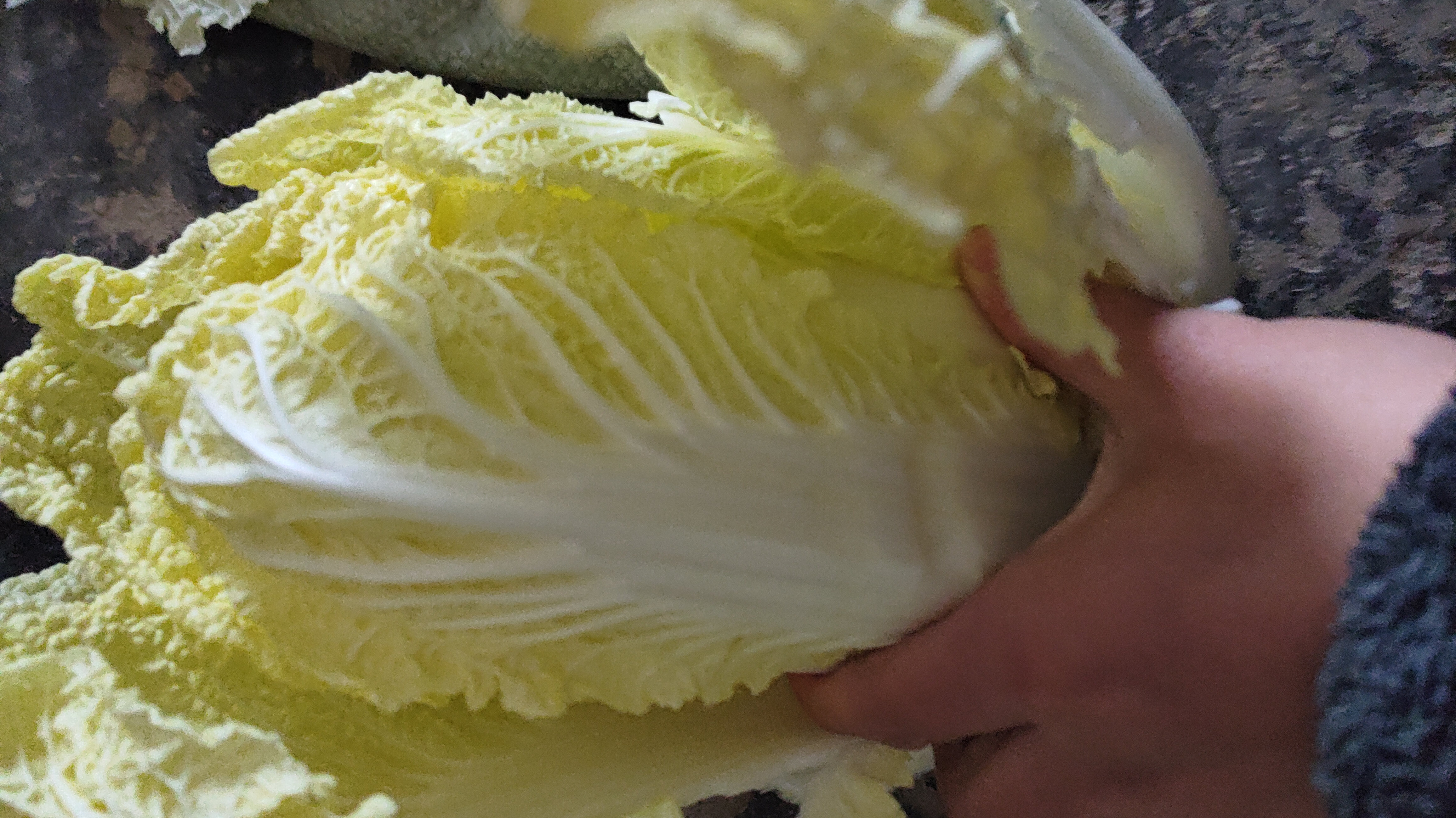 黄心白菜烹饪菜肴