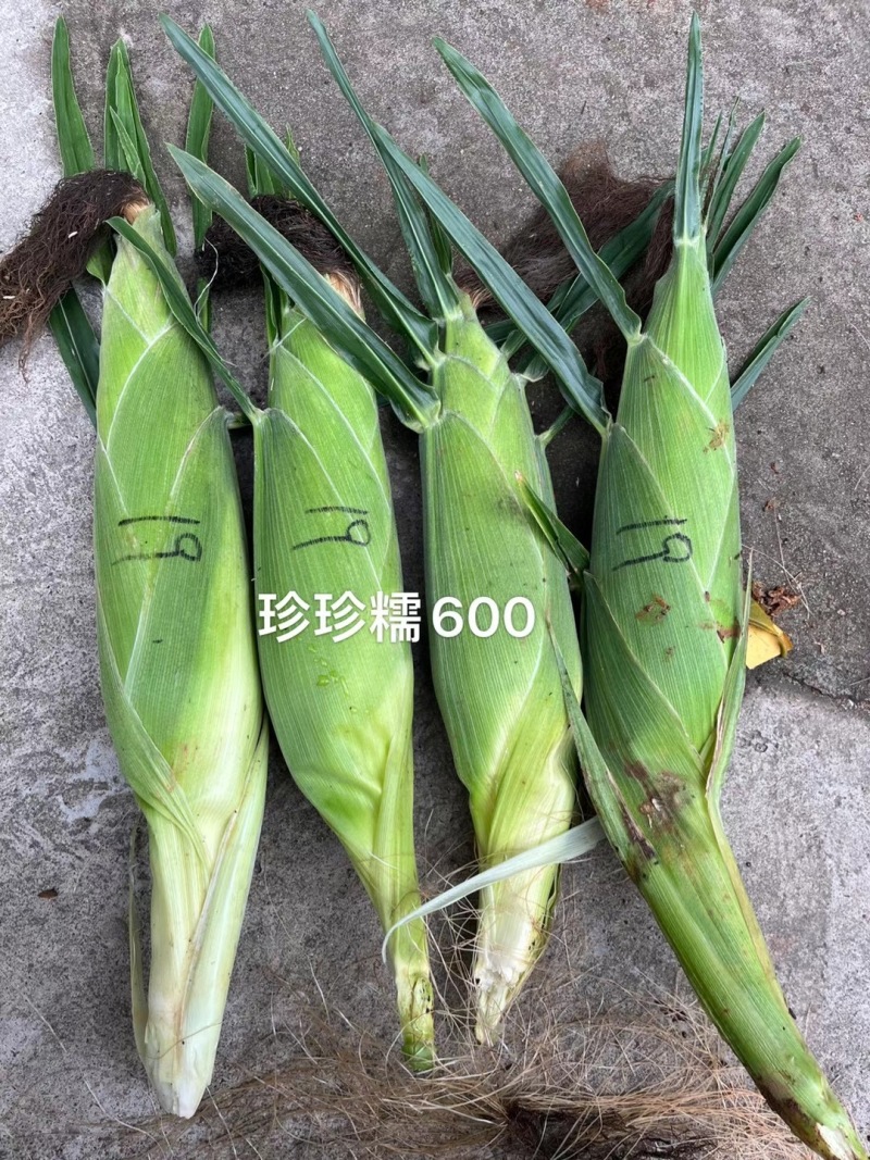 1250克装晓富珍珍糯600白糯玉米种子粘糯Q弹糯中带甜