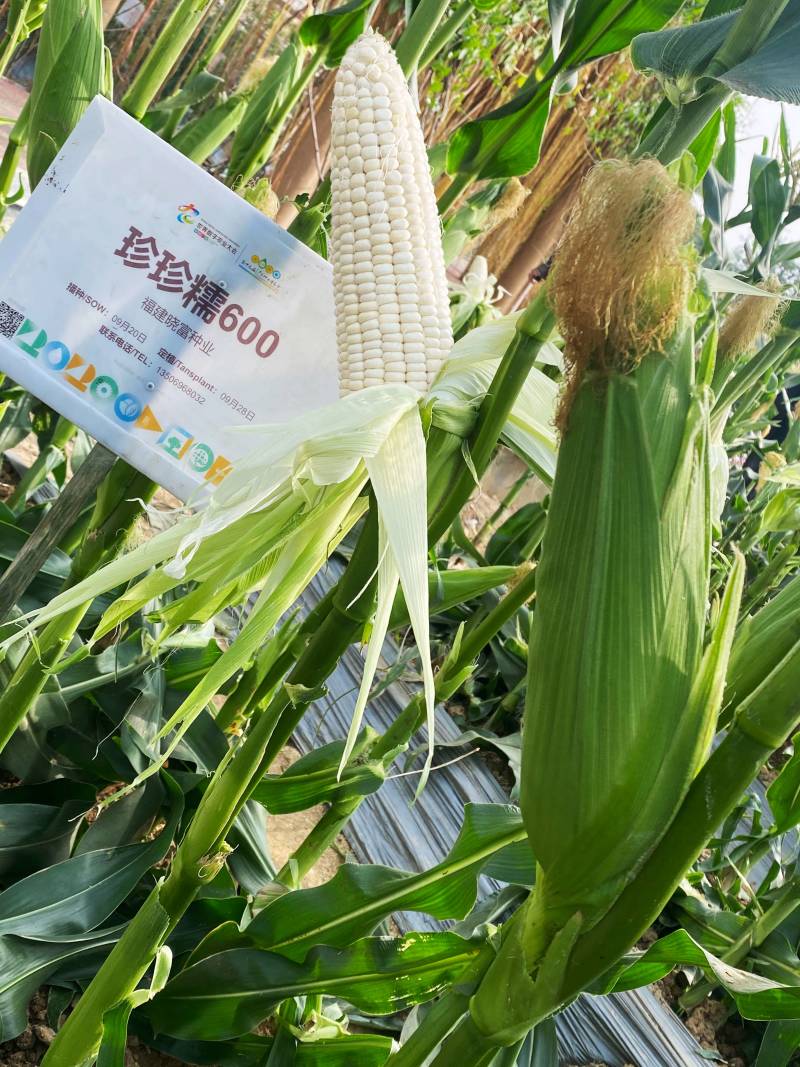 1250克装晓富珍珍糯600白糯玉米种子粘糯Q弹糯中带甜