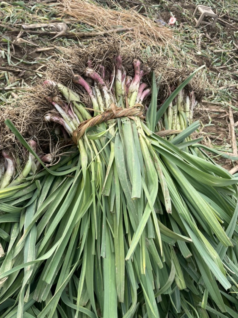 湖北钟祥本地红根蒜苗种植基地包整理包上车保证质量