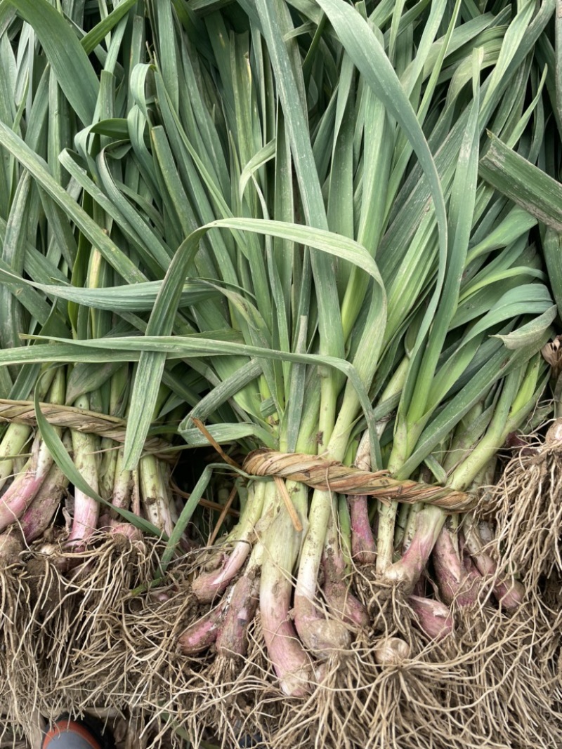 湖北钟祥本地红根蒜苗种植基地包整理包上车保证质量