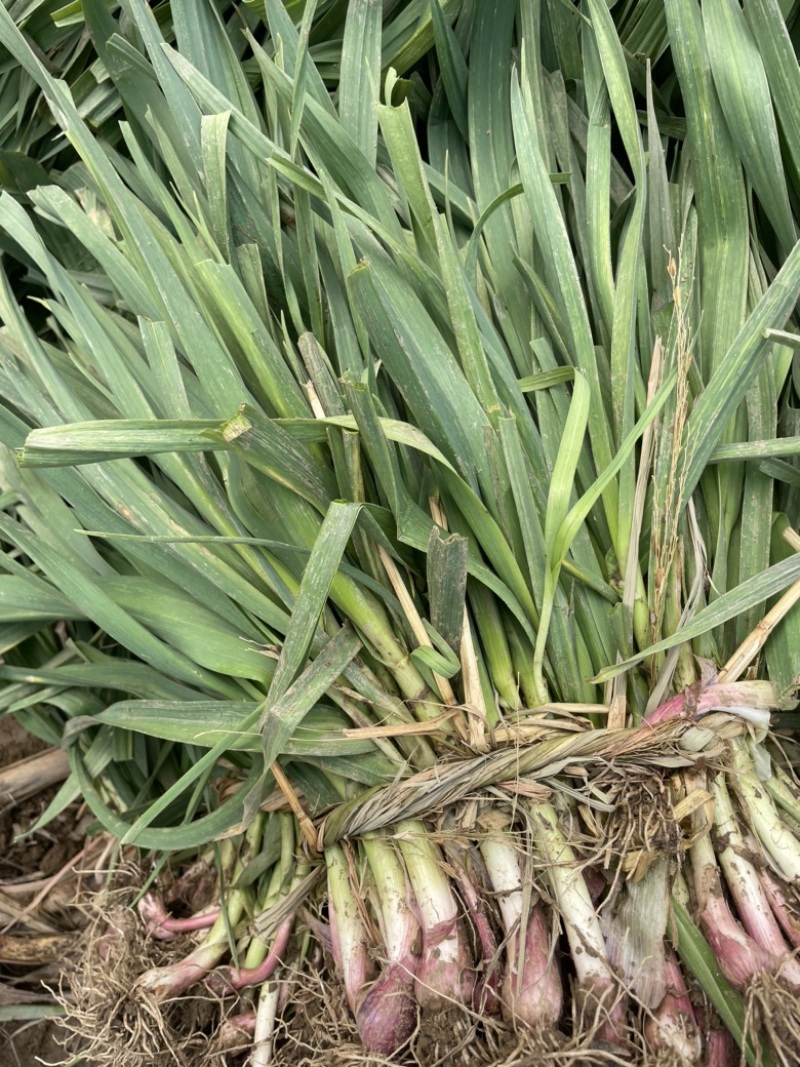 湖北钟祥本地红根蒜苗种植基地包整理包上车保证质量