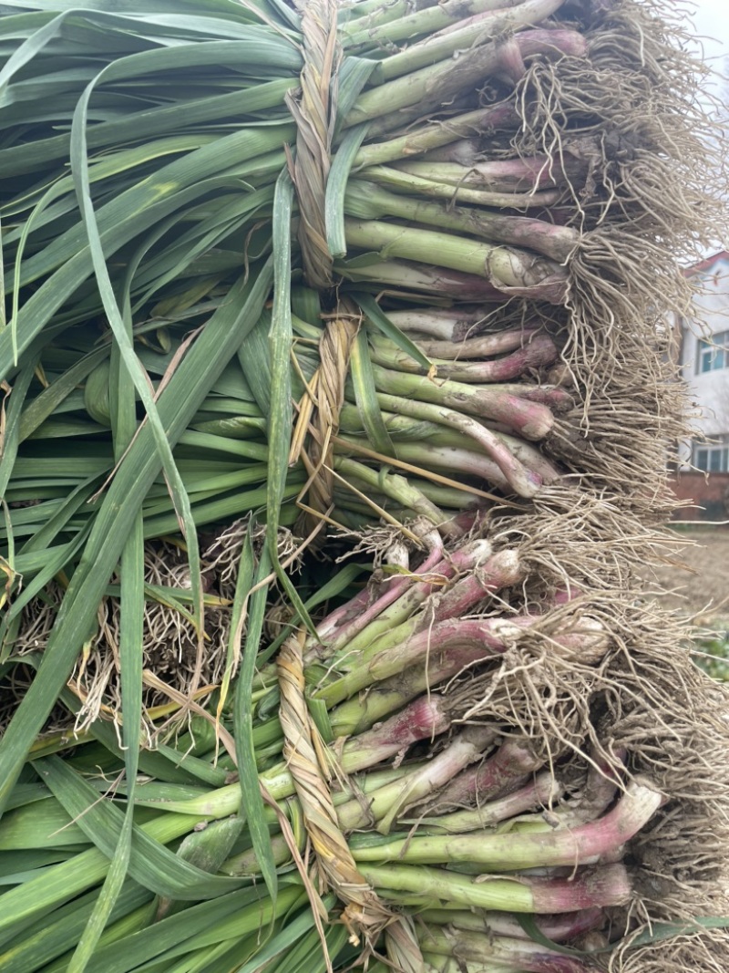 湖北钟祥本地红根蒜苗种植基地包整理包上车保证质量