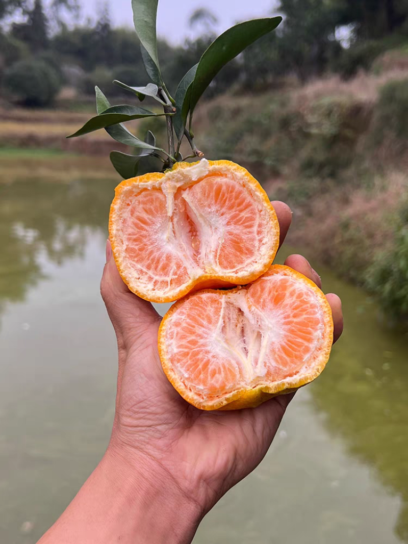 【精选】湖北宜昌岩松坪精品椪柑产地直供一手货源量大从优