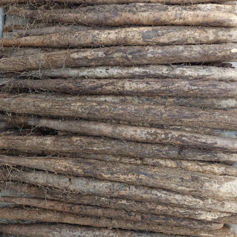白玉山药现挖现发保质保量对接全国各级市场欢迎老板致电