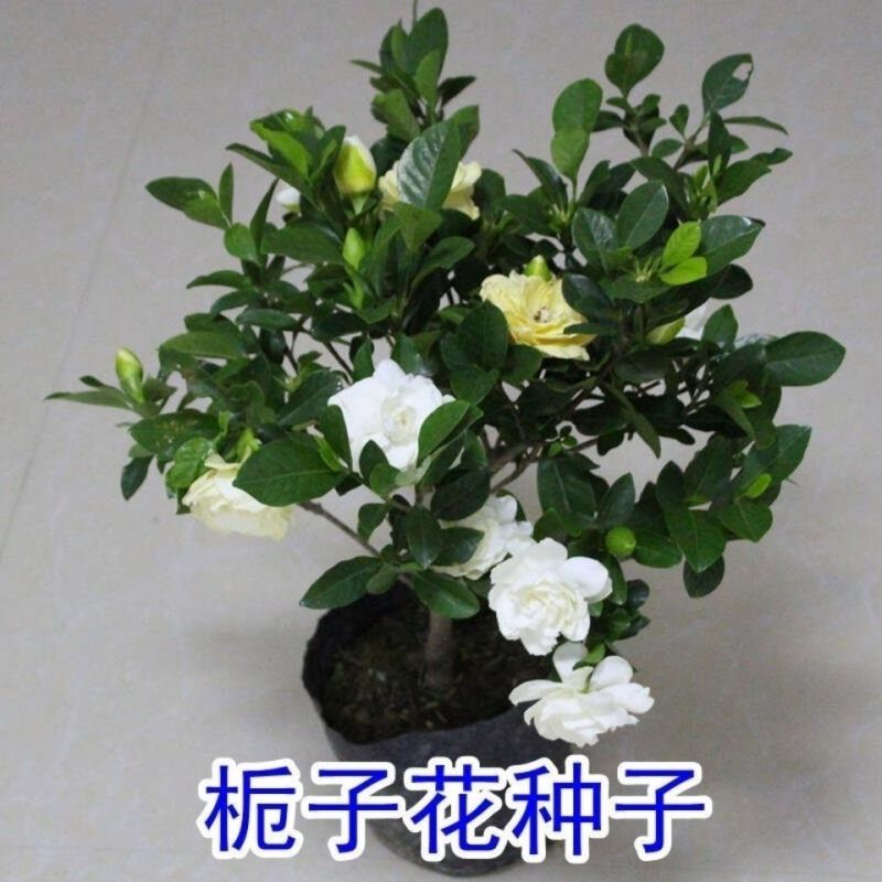 重瓣栀子花种子花香浓郁四季开花室内阳台植物盆栽易种易活植