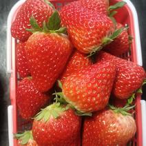 北京红颜草莓新鲜上市一手货源规格多样量大从优周边优先