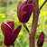 新品种黑郁金香玉兰，圆圆的花苞花香四溢，一年三季开花！