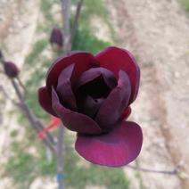 新品种黑郁金香玉兰，圆圆的花苞花香四溢，一年三季开花！