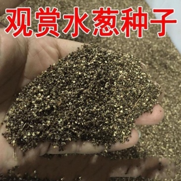 水葱种子观赏水生花卉植物葱蒲籽莞草蒲苹水丈葱冲天草净化水