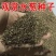 水葱种子观赏水生花卉植物葱蒲籽莞草蒲苹水丈葱冲天草净化水