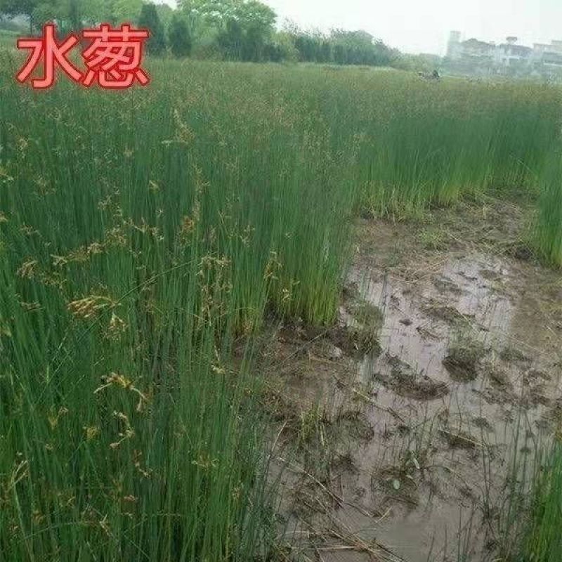 水葱种子观赏水生花卉植物葱蒲籽莞草蒲苹水丈葱冲天草净化水