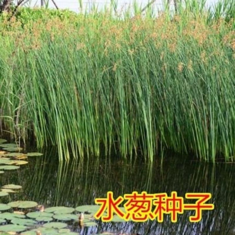 水葱种子观赏水生花卉植物葱蒲籽莞草蒲苹水丈葱冲天草净化水
