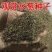 水葱种子观赏水生花卉植物葱蒲籽莞草蒲苹水丈葱冲天草净化水
