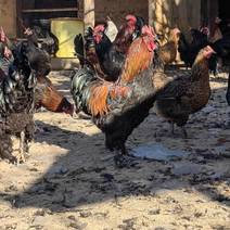 四川凉山一年以上精品土鸡自家养殖批发零售均可品质保证