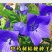 新采中药材桔梗种子散装狗宝菜种籽包发芽四季播种花卉种子桔