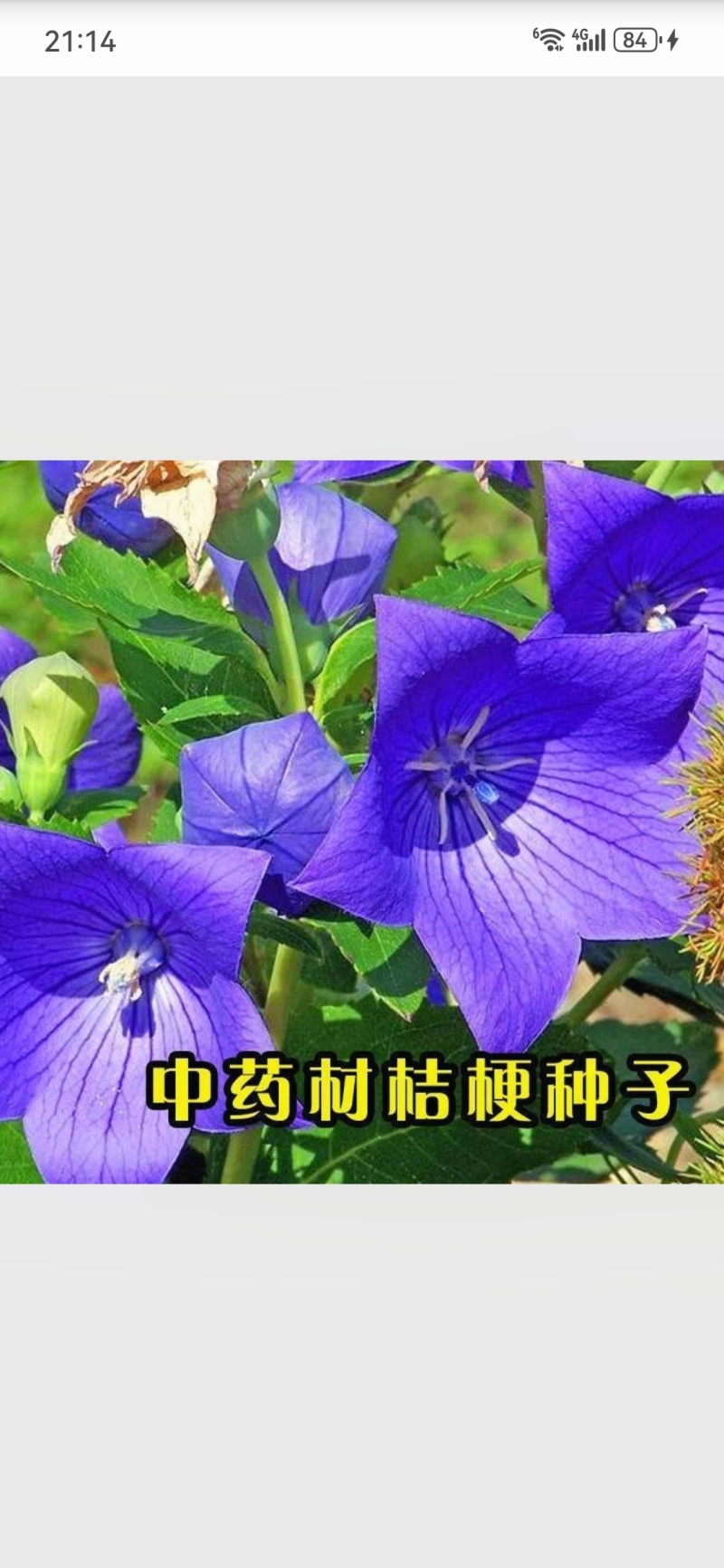 新采中药材桔梗种子散装狗宝菜种籽包发芽四季播种花卉种子桔