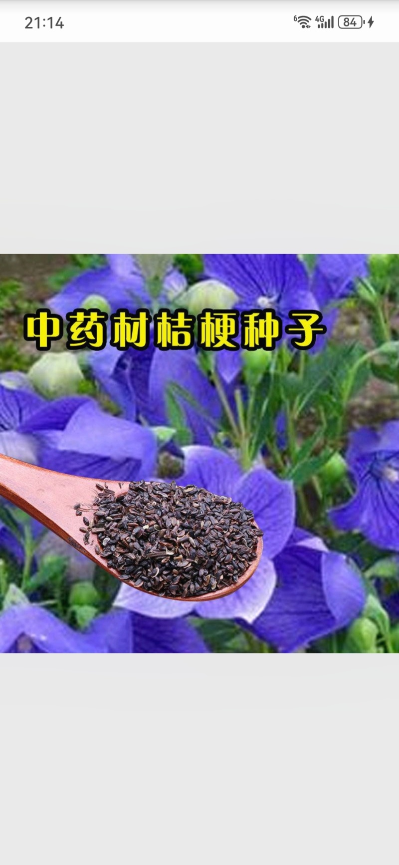 新采中药材桔梗种子散装狗宝菜种籽包发芽四季播种花卉种子桔
