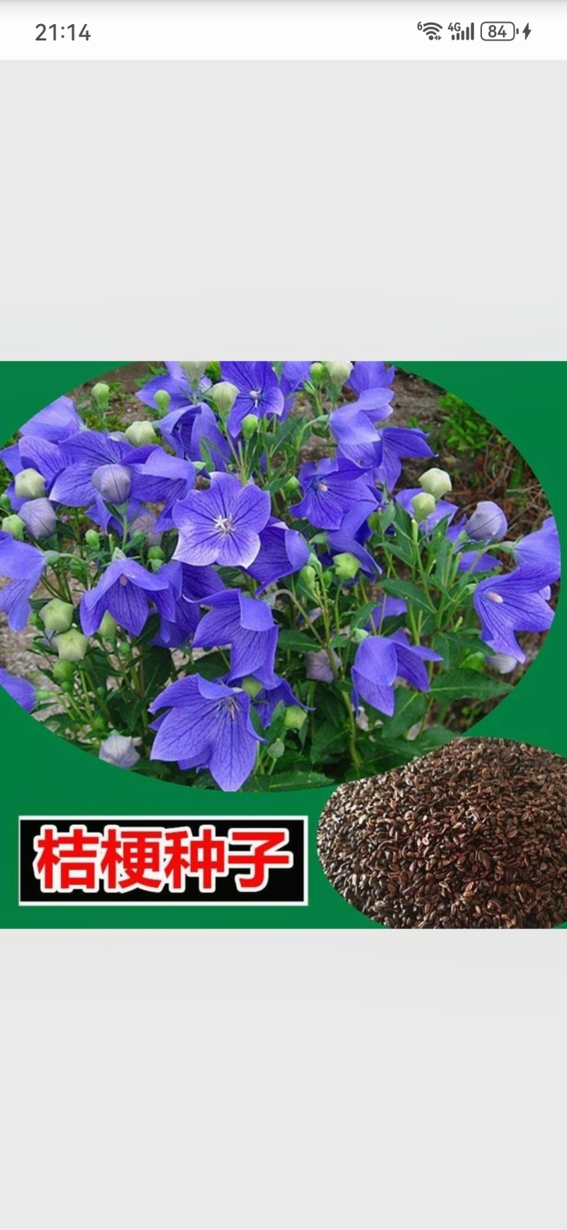 新采中药材桔梗种子散装狗宝菜种籽包发芽四季播种花卉种子桔