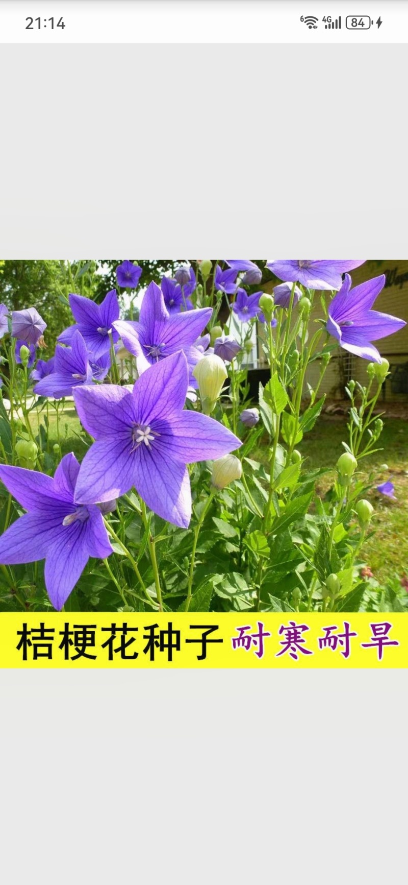 新采中药材桔梗种子散装狗宝菜种籽包发芽四季播种花卉种子桔