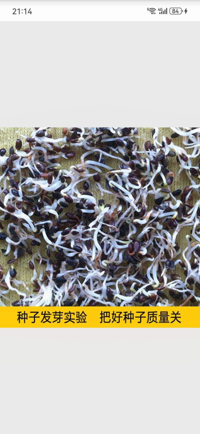 新采中药材桔梗种子散装狗宝菜种籽包发芽四季播种花卉种子桔