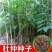 新采杜仲种子杜仲树种子杜仲树籽种子中药材种子发芽率