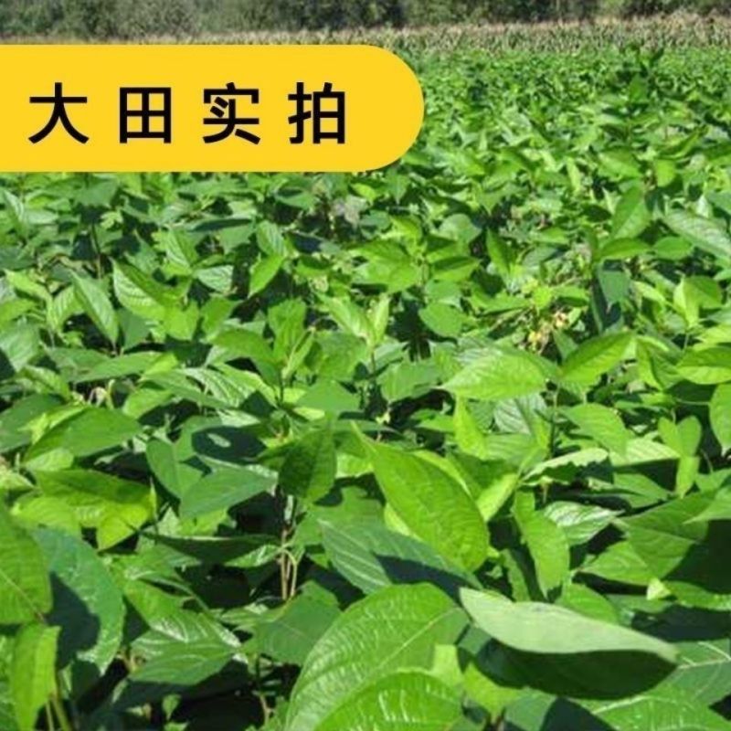 新采杜仲种子杜仲树种子杜仲树籽种子中药材种子发芽率