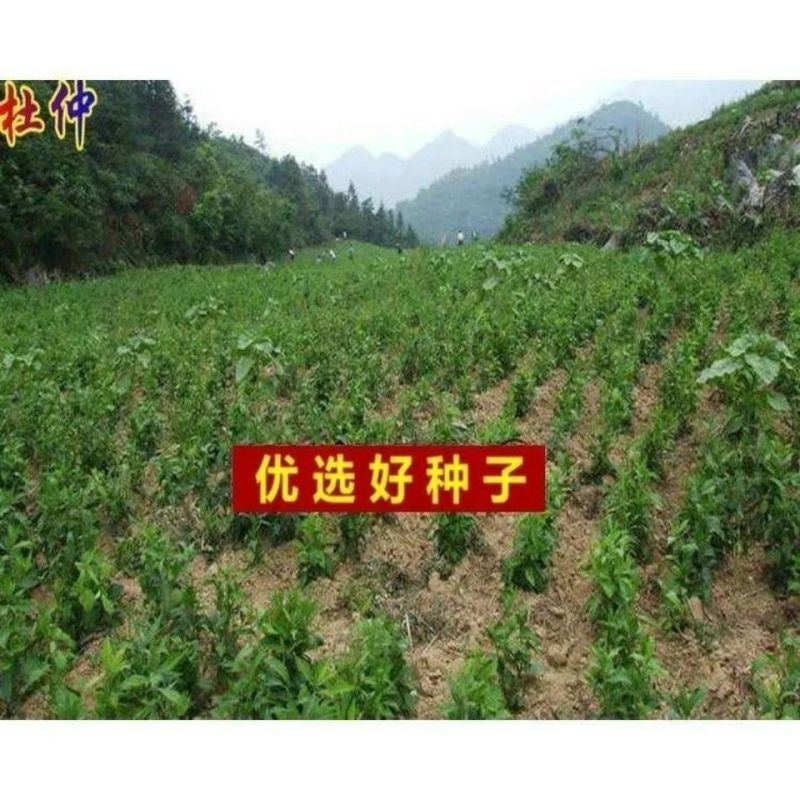 新采杜仲种子杜仲树种子杜仲树籽种子中药材种子发芽率
