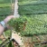姬岩垂草姬岩垂草供应姬岩垂草基地青州草花