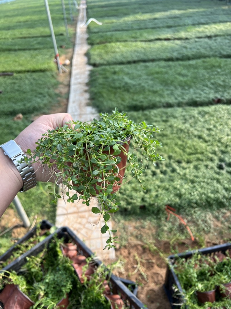 姬岩垂草姬岩垂草供应姬岩垂草基地青州草花
