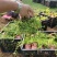 姬岩垂草姬岩垂草供应姬岩垂草基地青州草花