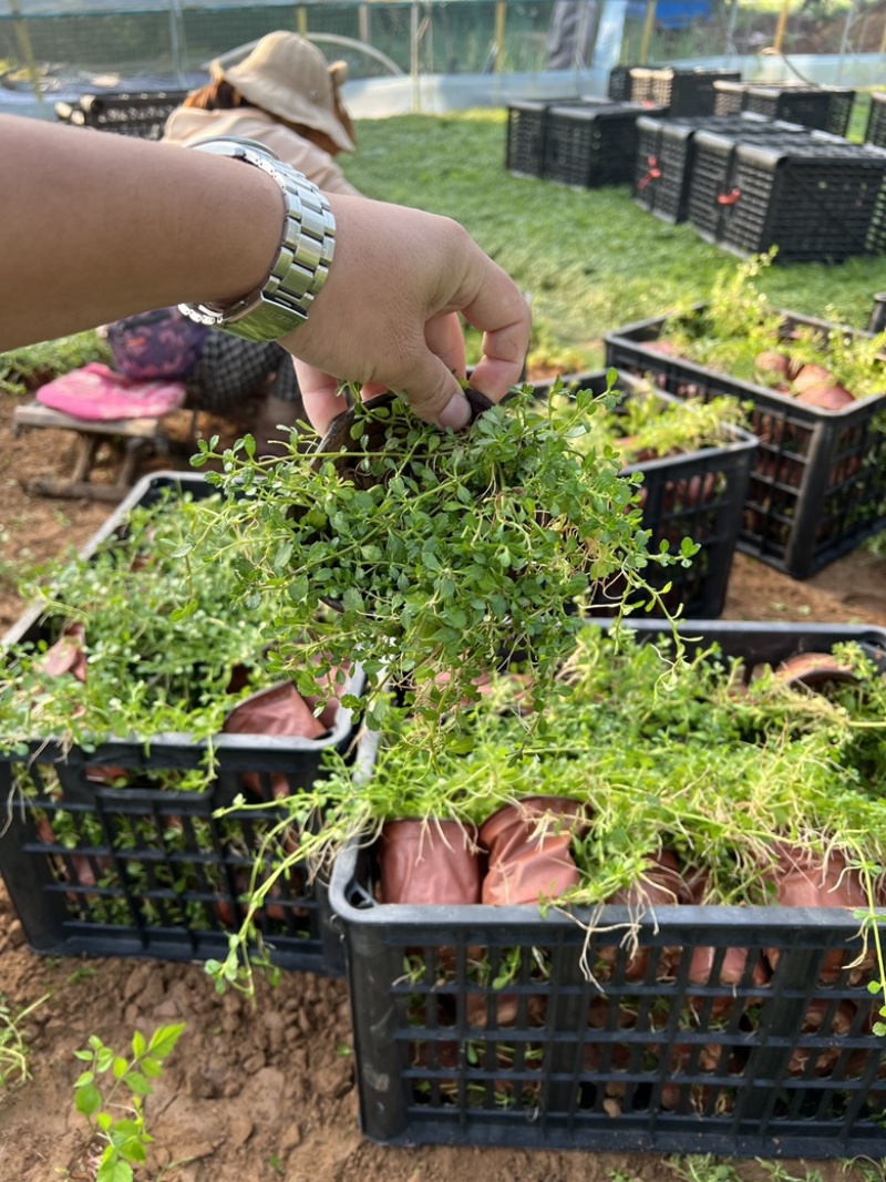 姬岩垂草姬岩垂草供应姬岩垂草基地青州草花