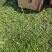 姬岩垂草姬岩垂草供应姬岩垂草基地青州草花