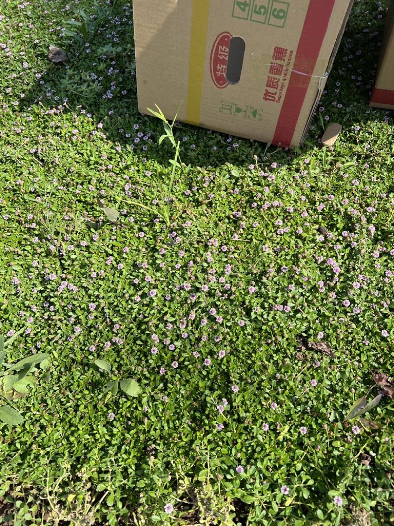 姬岩垂草姬岩垂草供应姬岩垂草基地青州草花