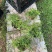 姬岩垂草姬岩垂草供应姬岩垂草基地青州草花
